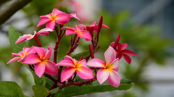 庭にはカラフルな花 プルメリアの花が咲いています 夏に庭の開花の美しい花 — ストック写真