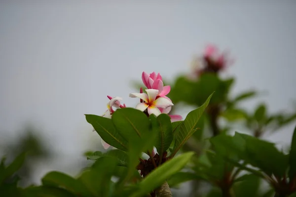 五颜六色的花朵 一组花 黄白色和粉红色的花朵组 粉红色 白色和黄色的花叶在背景 鸡蛋花开花 — 图库照片