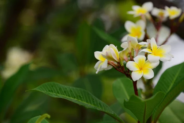 Kwiaty Kwitną Sezonie Lęgowym Zielone Tło Liści Biało Żółta Plumeria — Zdjęcie stockowe