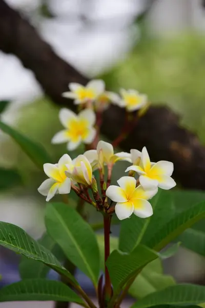 Flores Estão Florescendo Época Reprodução Tem Fundo Folhagem Verde Plumeria — Fotografia de Stock