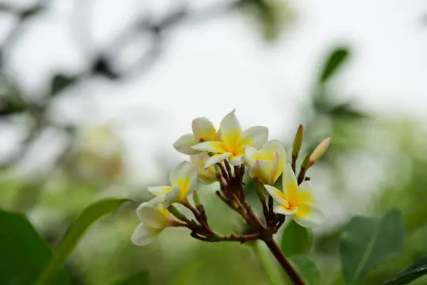 Fleurs Colorées Groupe Fleurs Groupe Fleurs Jaunes Blanches Roses Frangipani — Photo