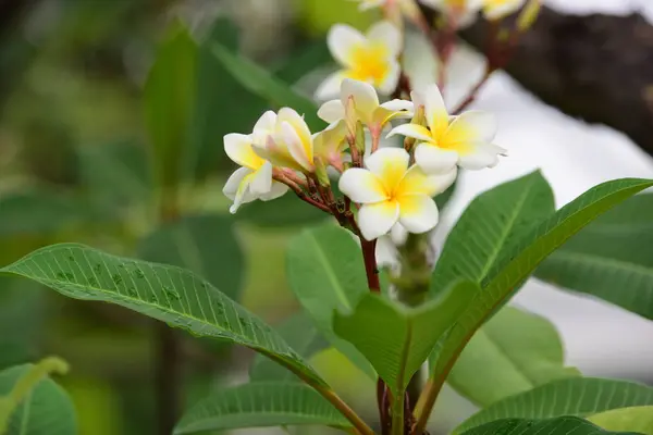 Flores Coloridas Jardim Plumeria Flor Florescer Lindas Flores Jardim Florescendo — Fotografia de Stock