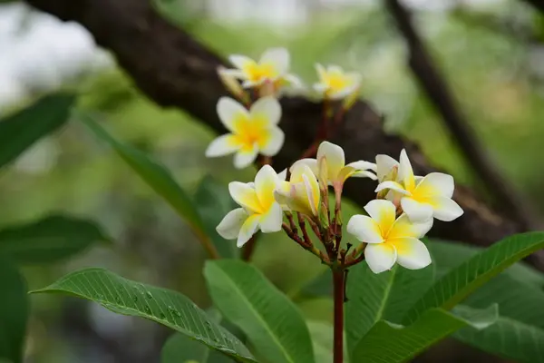 庭にはカラフルな花 プルメリアの花が咲いています 夏に庭の開花の美しい花 — ストック写真