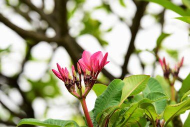 Renkli çiçek. Grup flower.group (Frangipani, Plumeria) sarı beyaz ve pembe çiçek pembe, beyaz ve sarı arka planda yaprakları ile frangipani çiçekler. Plumeria çiçek çiçeklenme .