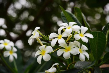 Bahçede renkli çiçek. Plumeria çiçek çiçeklenme. Güzel bahçe Blooming yaz aylarında çiçeklenir