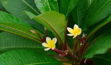 Bahçede rengarenk çiçekler... Plumeria çiçek açan. Bahçede güzel çiçekler yaz aylarında Blooming