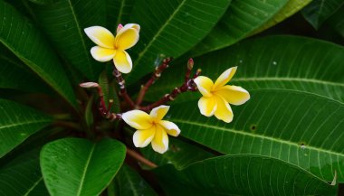 Bahçede rengarenk çiçekler... Plumeria çiçek açan. Bahçede güzel çiçekler yaz aylarında Blooming