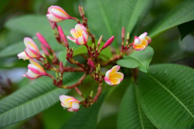 pembe çiçek veya beyaz çiçek arka plan. Doğada renkli çiçekler.