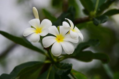 Bahçede rengarenk çiçekler... Plumeria çiçek açan. Bahçede güzel çiçekler yaz aylarında Blooming