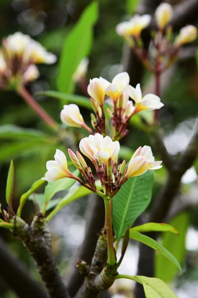 五颜六色的花朵 一组花 黄白色和粉红色的花朵组 粉红色 白色和黄色的花叶在背景 鸡蛋花开花 — 图库照片