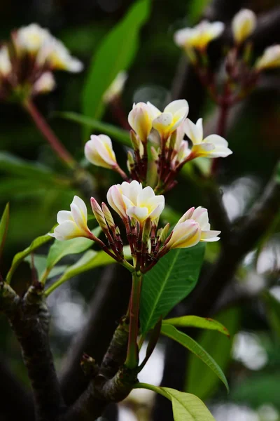 Colorful Flowers Garden Plumeria Flower Blooming Beautiful Flowers Garden Blooming — Stock Photo, Image