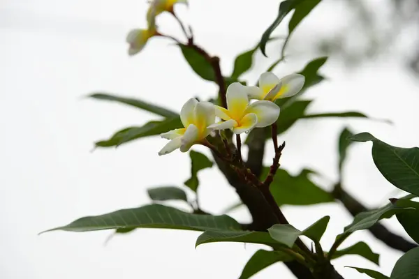 화려한 꽃입니다 노란색 분홍색 Frangipani Plumeria Flower Group의 노란색 백그라운드에서 — 스톡 사진