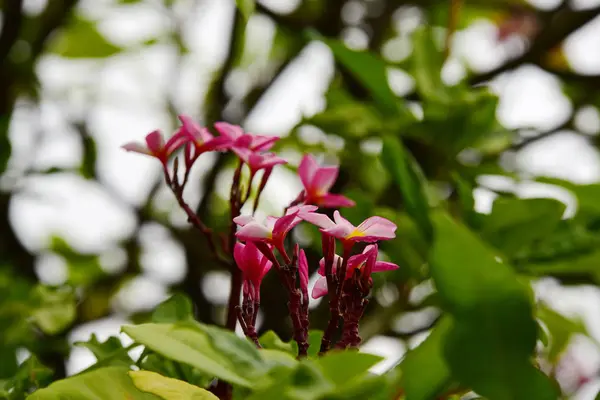 色とりどりの花 フランジパニ プルメリア 黄色白とピンクの花の Flower Group のピンク 黄色背景の葉とプルメリアのお花 プルメリアの花が咲いています — ストック写真