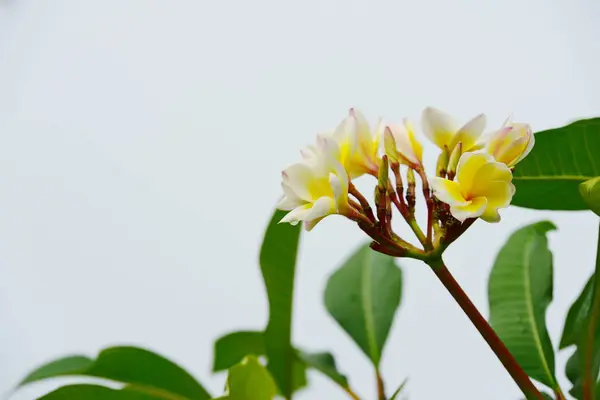 Flores Coloridas Jardim Plumeria Flor Florescer Lindas Flores Jardim Florescendo — Fotografia de Stock