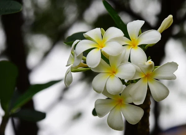 Fiori Sbocciano Nella Stagione Riproduttiva Uno Sfondo Fogliare Verde Plumeria — Foto Stock