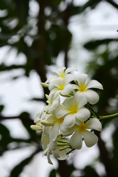 Blommorna Blommar Häckningssäsongen Har Grön Lövverk Bakgrund Vit Och Gul — Stockfoto