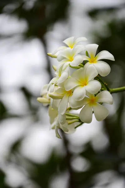 Bunga Berwarna Warni Taman Plumeria Bunga Mekar Bunga Cantik Taman — Stok Foto