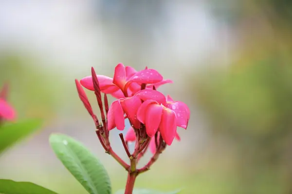 花园里五颜六色的花朵 鸡蛋花开花 美丽的花朵在花园里盛开的夏天 — 图库照片