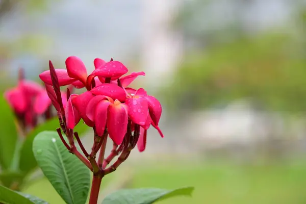 Las Flores Están Floreciendo Temporada Reproducción Tiene Fondo Follaje Verde — Foto de Stock