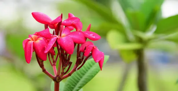 花儿盛开 繁殖季节有绿叶背景 — 图库照片