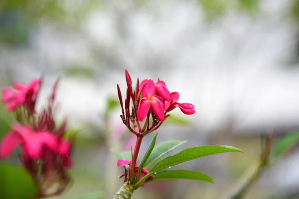 Bunte Blumen Garden Plumeria Flower Blooming Beautiful Flowers Garten Blüht — Stockfoto