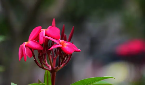 庭にはカラフルな花 プルメリアの花が咲いています 夏に庭の開花の美しい花 — ストック写真