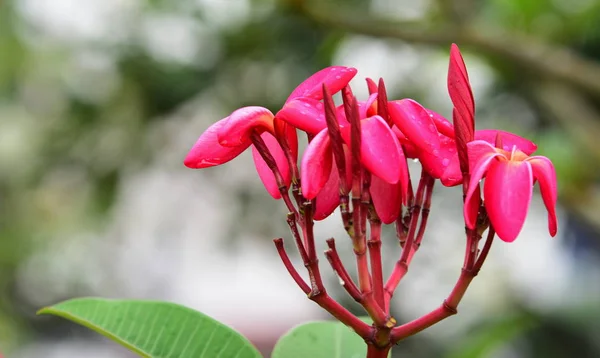 繁殖期に花が咲く緑の葉の背景を持っています — ストック写真