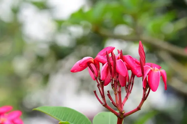 Flores Estão Florescendo Época Reprodução Tem Fundo Folhagem Verde Plumeria — Fotografia de Stock