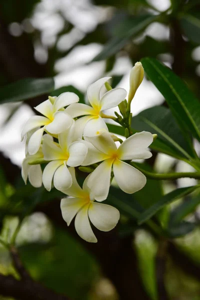 Bahçede Renkli Çiçek Plumeria Çiçek Çiçeklenme Güzel Bahçe Blooming Yaz — Stok fotoğraf