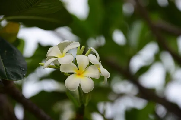 Kwiaty Kwitną Sezonie Lęgowym Zielone Tło Liści Biało Żółta Plumeria — Zdjęcie stockowe