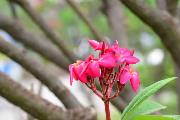 庭にはカラフルな花 プルメリアの花が咲いています 夏に庭の開花の美しい花 — ストック写真