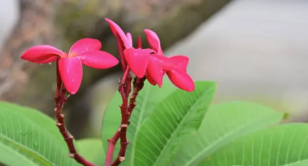 Barevné Květiny Zahradě Plumeria Kvetení Krásné Květiny Zahradě Blooming Létě — Stock fotografie