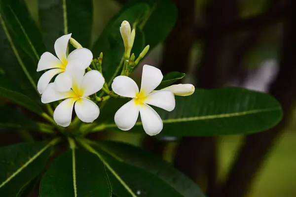 Kwiaty Kwitną Sezonie Lęgowym Zielone Tło Liści Biało Żółta Plumeria — Zdjęcie stockowe