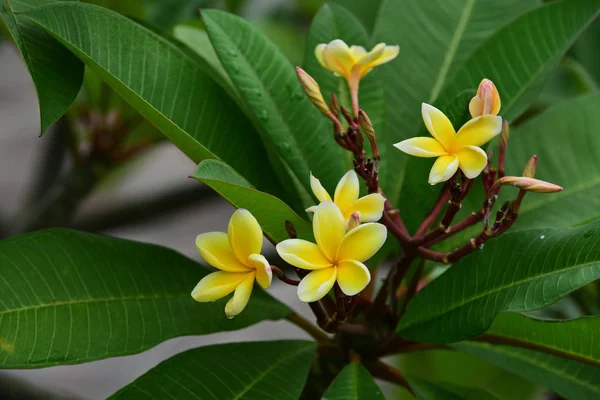 Kolorowe Kwiaty Ogrodzie Kwitnący Kwiat Plumeria Piękne Kwiaty Ogrodzie Blooming — Zdjęcie stockowe