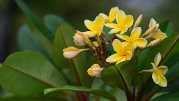 Flores Coloridas Jardim Plumeria Flor Florescer Lindas Flores Jardim Florescendo — Fotografia de Stock