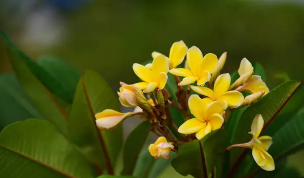 Flores Coloridas Jardim Plumeria Flor Florescer Lindas Flores Jardim Florescendo — Fotografia de Stock