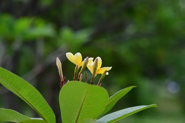 Bunga Berwarna Warni Taman Plumeria Bunga Mekar Bunga Cantik Taman — Stok Foto