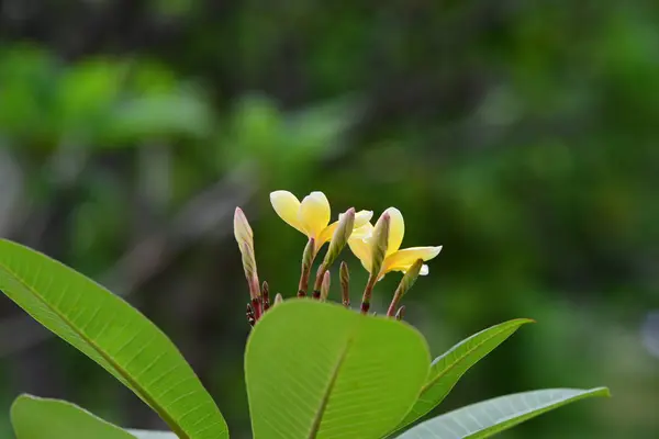 Kolorowe Kwiaty Ogrodzie Kwitnący Kwiat Plumeria Piękne Kwiaty Ogrodzie Blooming — Zdjęcie stockowe