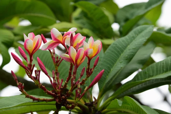 Kolorowe Kwiaty Ogrodzie Kwitnący Kwiat Plumeria Piękne Kwiaty Ogrodzie Blooming — Zdjęcie stockowe