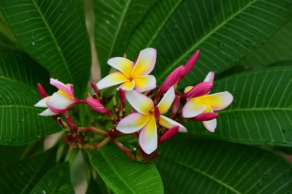 Kleurrijke Bloemen Tuin Plumeria Bloem Bloeien Prachtige Bloemen Tuin Blooming — Stockfoto