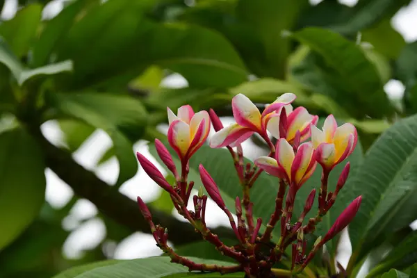 Kolorowe Kwiaty Ogrodzie Kwiat Plumeria Kwitnący Piękne Kwiaty Ogrodzie Kwitnące — Zdjęcie stockowe