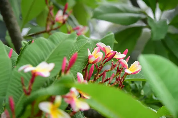 Flores Colores Jardín Plumeria Flor Floreciendo Hermosas Flores Jardín Floreciendo — Foto de Stock