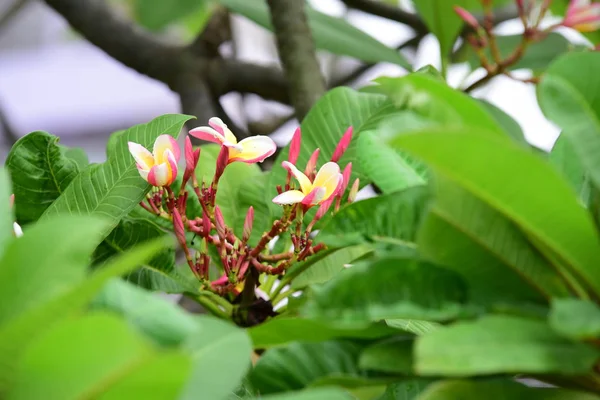 庭に色とりどりの花プルメリアの花が咲く 夏に咲く庭の美しい花 — ストック写真