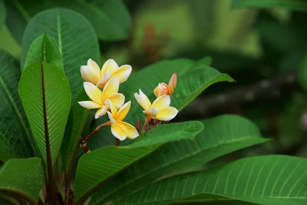 Kolorowe Kwiaty Ogrodzie Kwiat Plumeria Kwitnący Piękne Kwiaty Ogrodzie Kwitnące — Zdjęcie stockowe