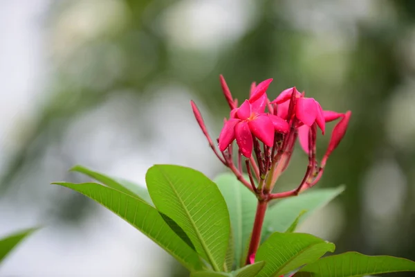 粉红色花或白花背景 大自然中五颜六色的花 — 图库照片