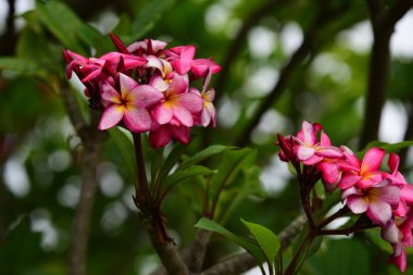 pembe çiçek veya beyaz çiçek arka plan. Doğada renkli çiçekler.