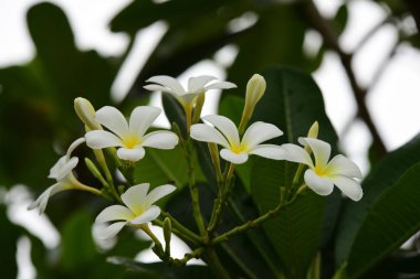 pembe çiçek veya beyaz çiçek arka plan. Doğada renkli çiçekler.