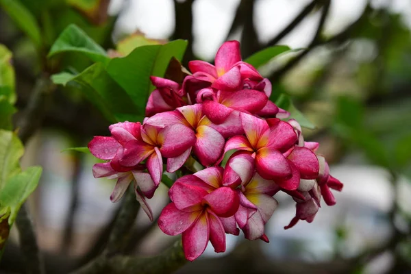 ピンクの花や白い花の背景 自然の中でカラフルな花 — ストック写真