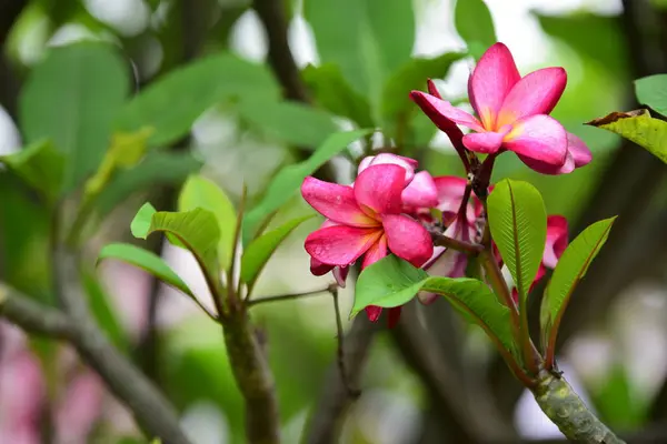 Rosa Blomma Eller Vit Blomma Bakgrund Färgglada Blommor Naturen — Stockfoto