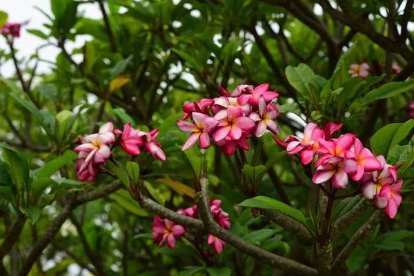 ピンクの花や白い花の背景 自然の中でカラフルな花 — ストック写真